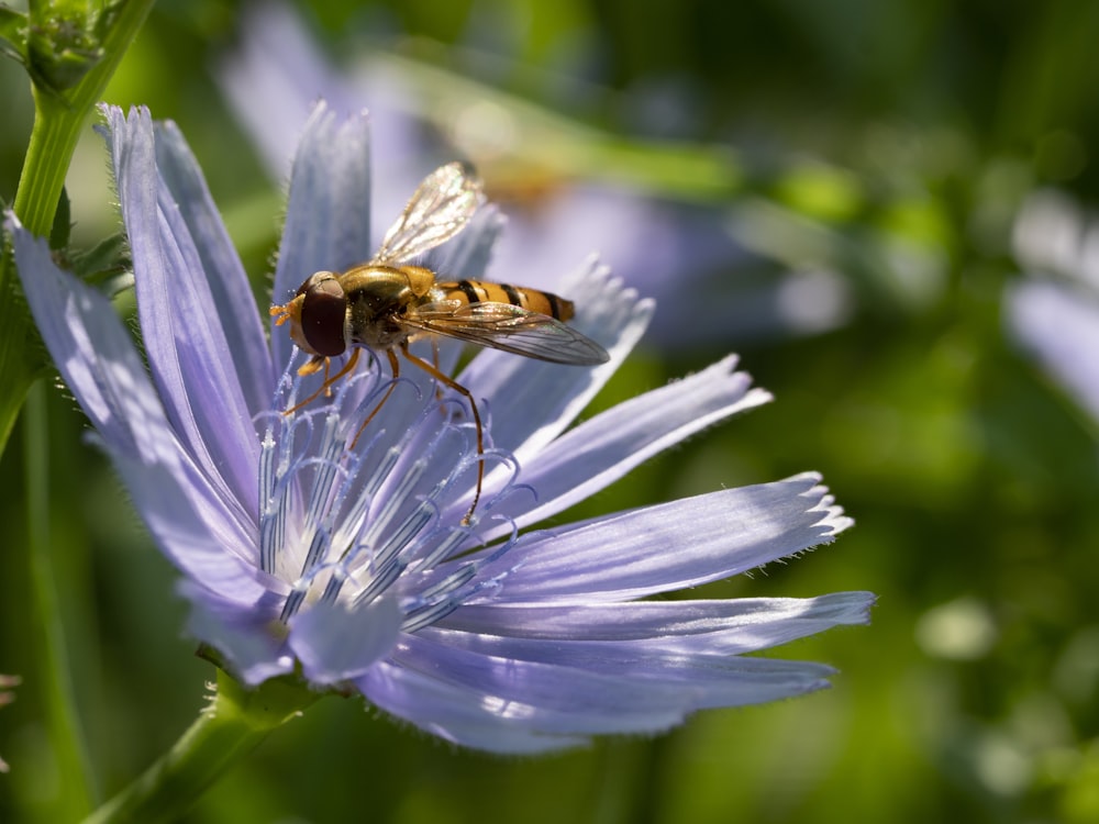 honeybee perched on purple flower in close up photography during daytime