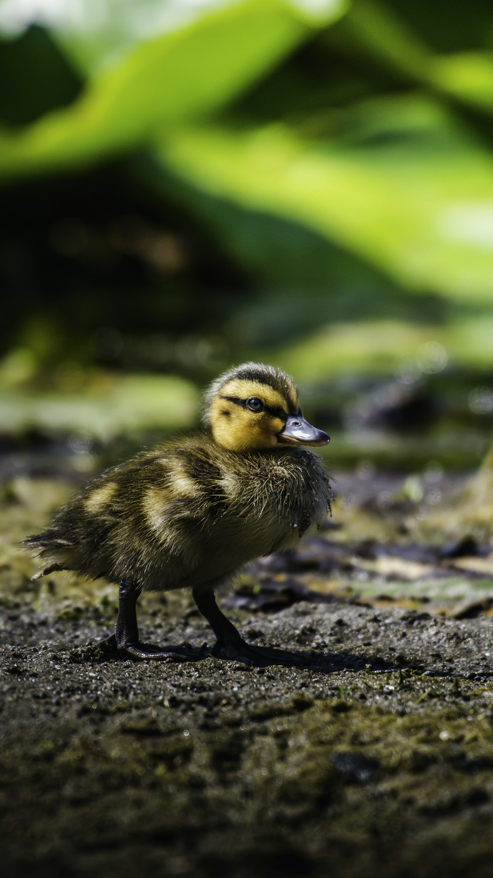 yellow and black duck on ground