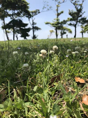 Close-up of a farmhouse plot boundary with fresh grass and wildflowers.