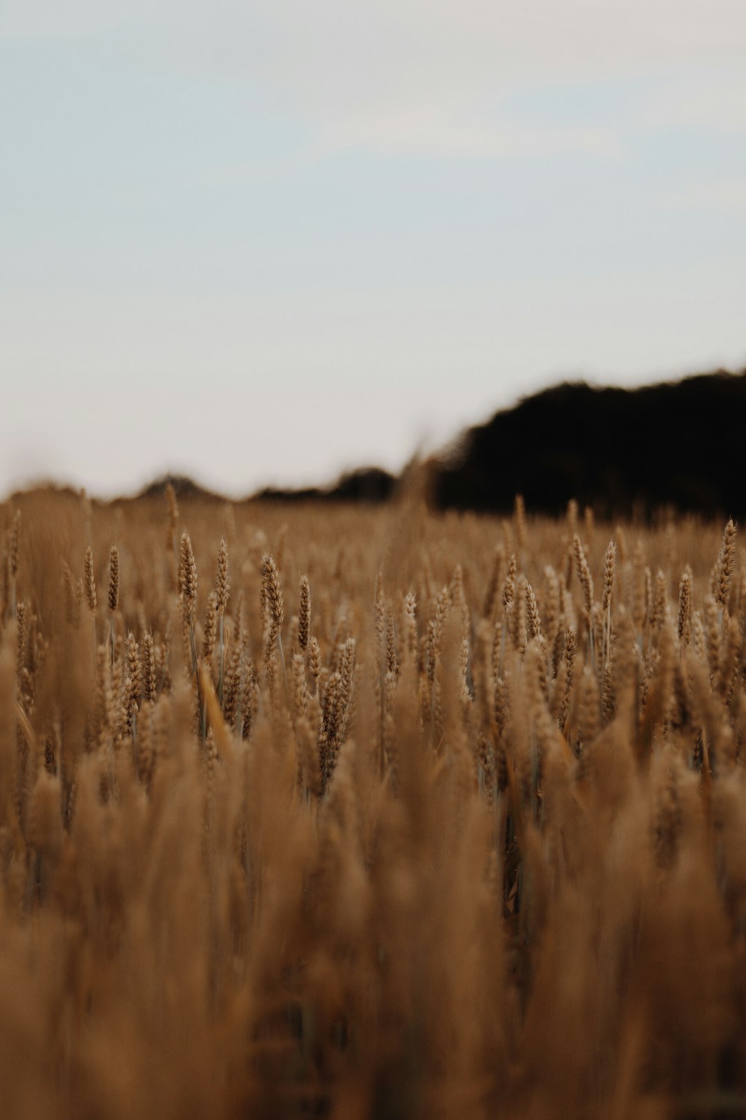 brown grass field during daytime