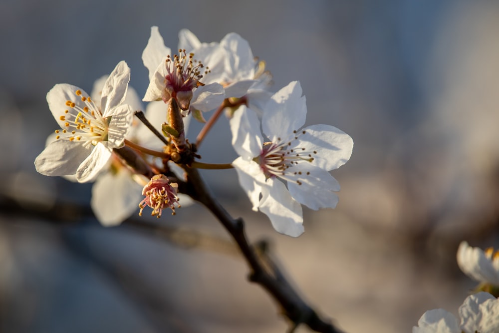 Flor de cerezo blanco en fotografía de primer plano