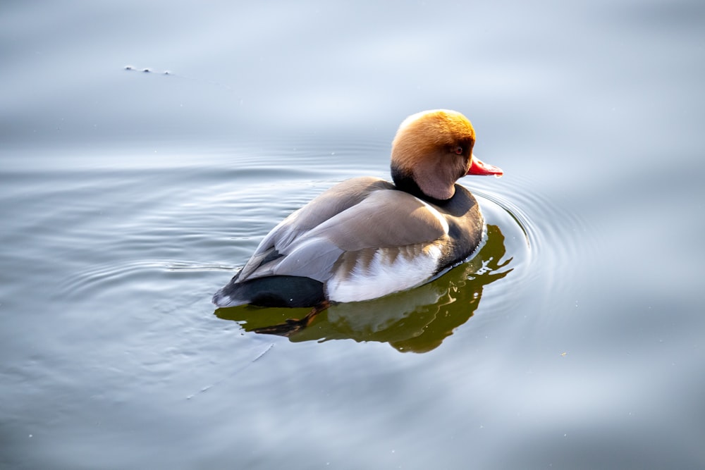 Canard brun sur l’eau pendant la journée