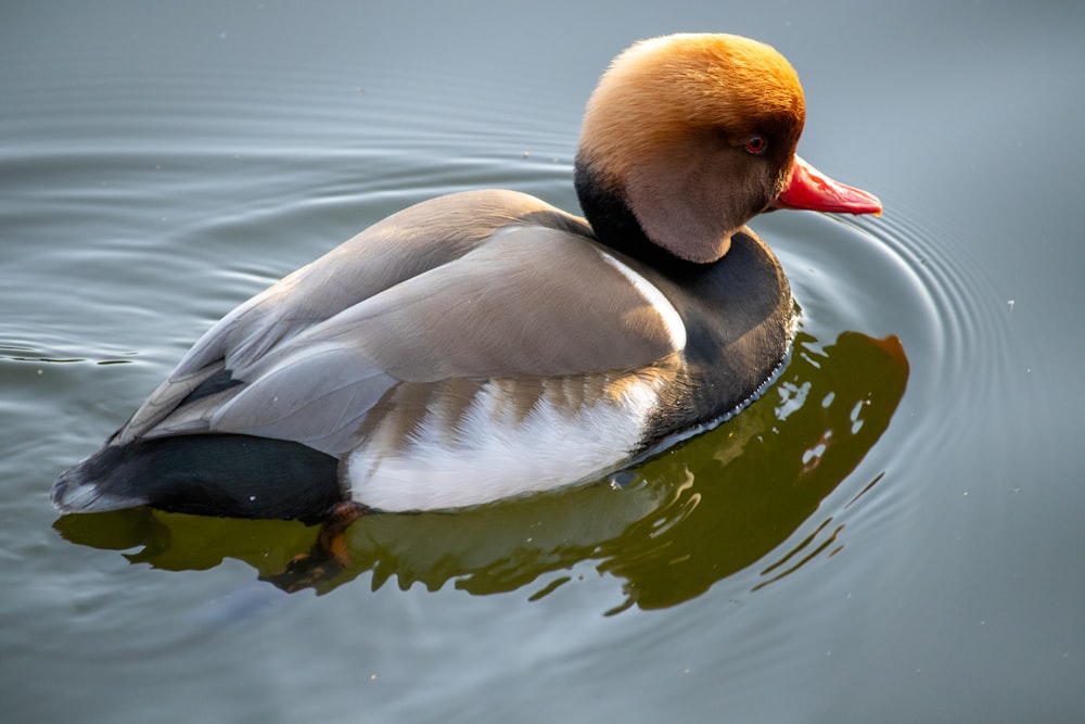 Anatra bianca e marrone sull'acqua durante il giorno