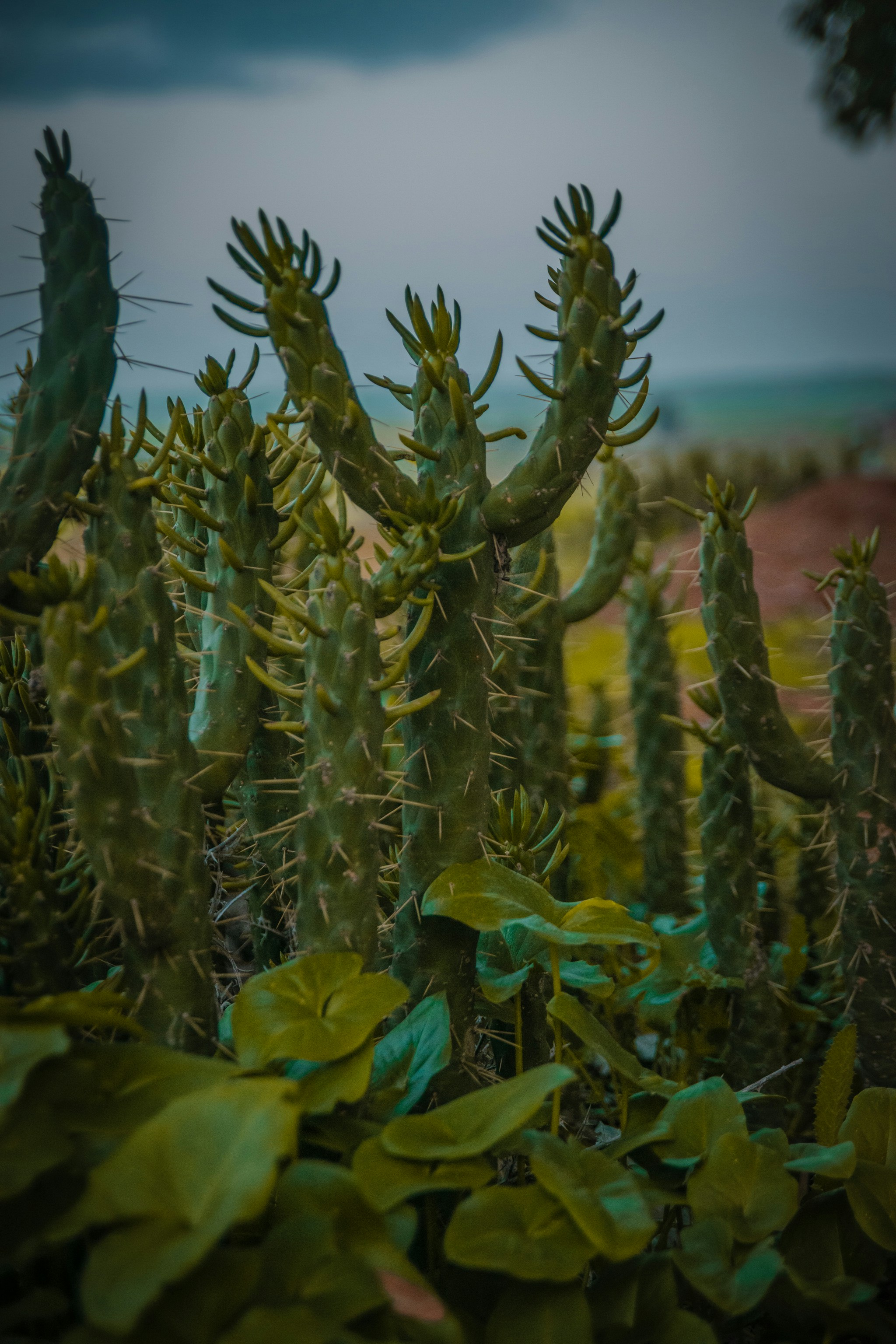 Barrel cactus with vibrant green spines