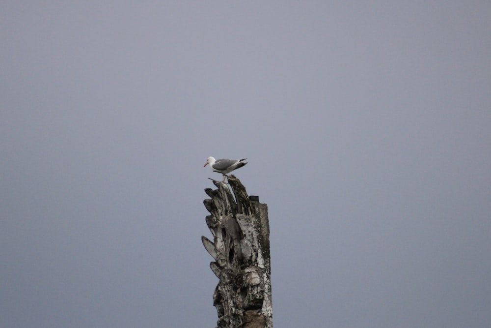 white bird on gray concrete post