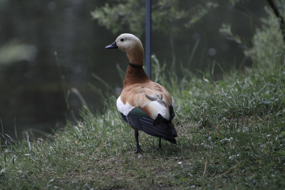 brown and black duck on green grass during daytime