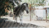 A zebra stands prominently in the foreground, partially shaded with foliage above. Behind it, a second zebra is lying down inside an enclosure. The scene is set in a zoo environment with a natural dirt ground and fencing visible in the background.