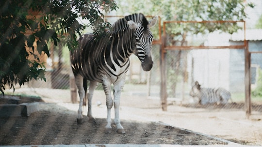 A zebra stands prominently in the foreground, partially shaded with foliage above. Behind it, a second zebra is lying down inside an enclosure. The scene is set in a zoo environment with a natural dirt ground and fencing visible in the background.