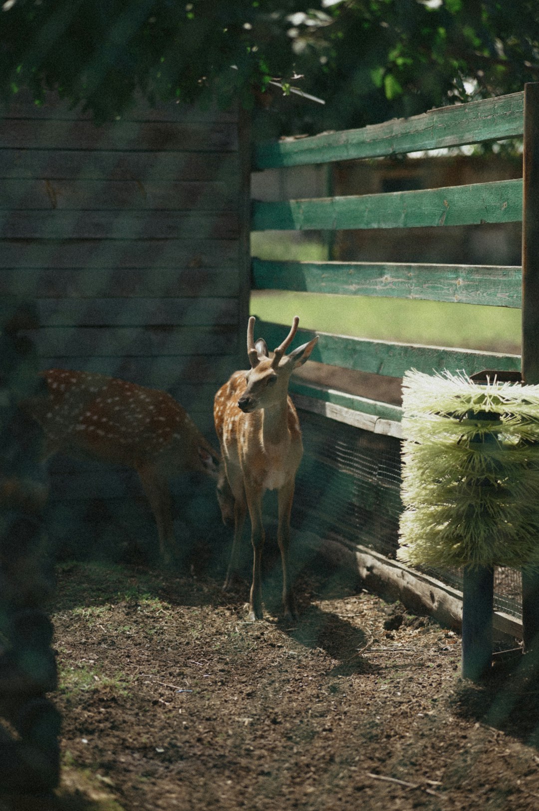 brown deer standing on brown soil