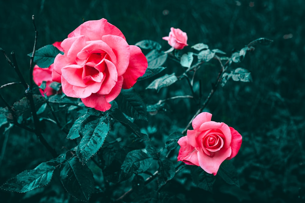 Rosa rosada en flor durante el día