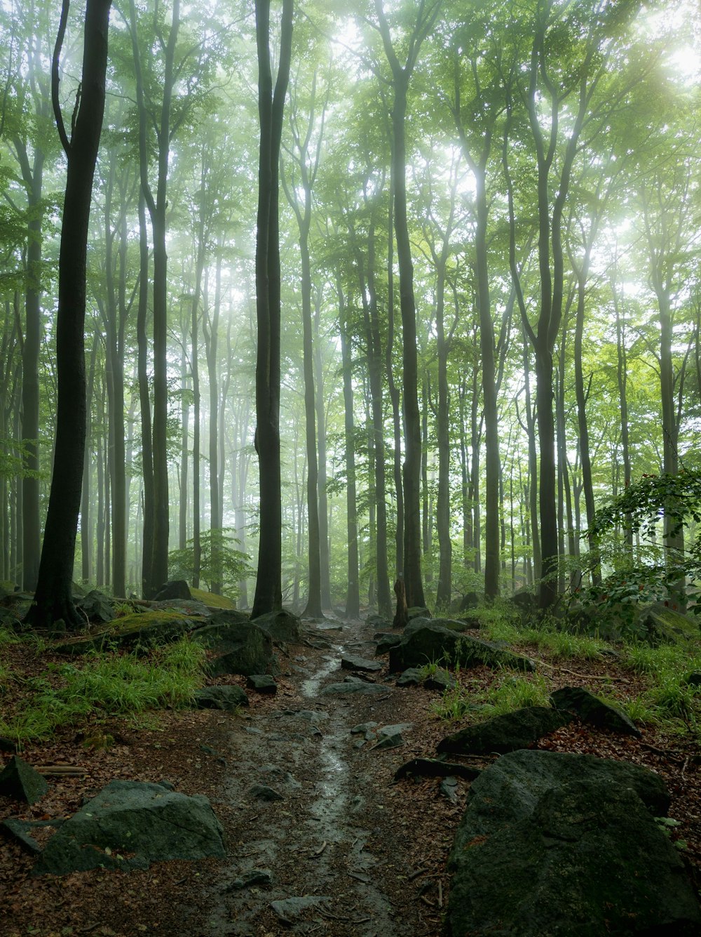 green trees on brown soil