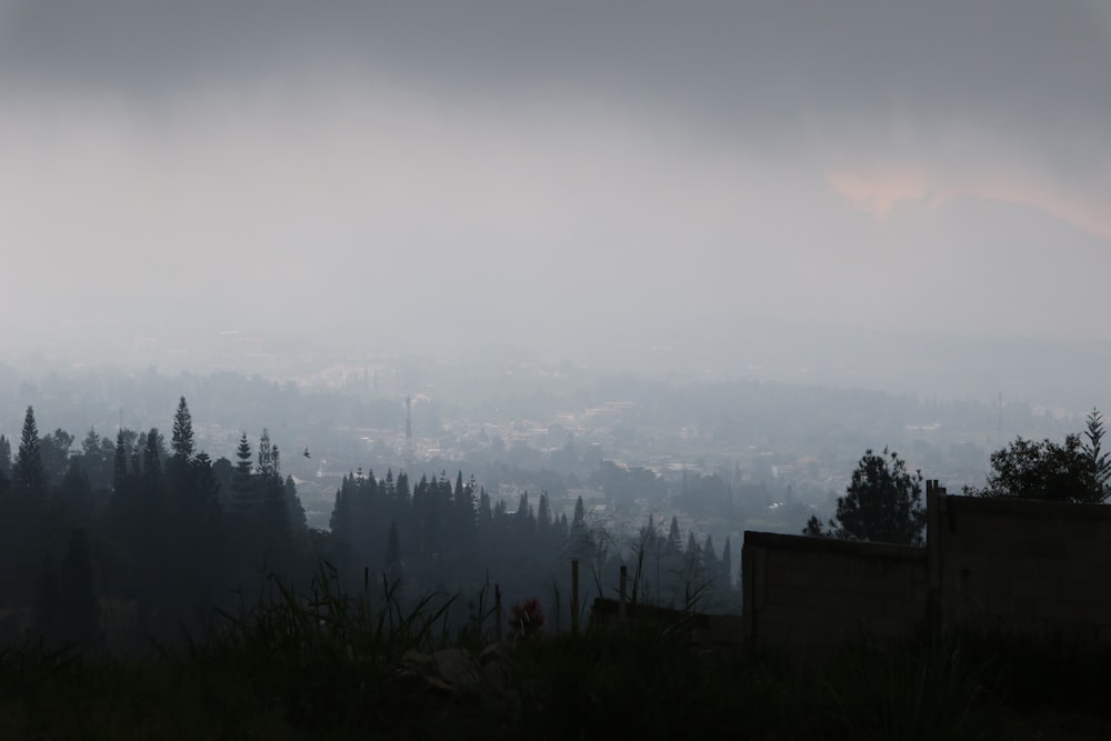 green trees on mountain during foggy day