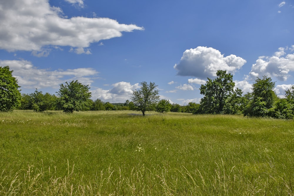 green grass field under blue sky and white clouds during daytime