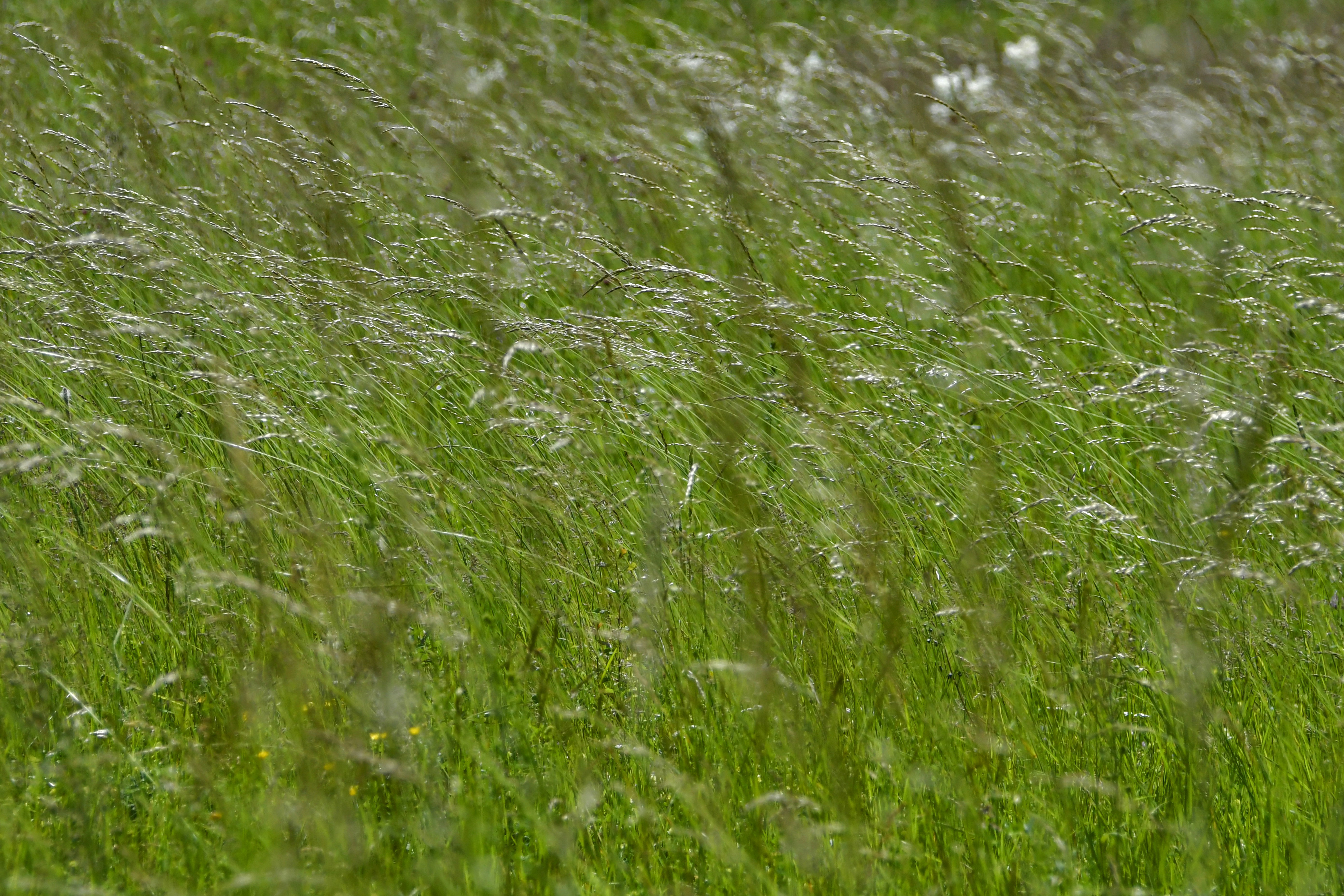 green grass field during daytime