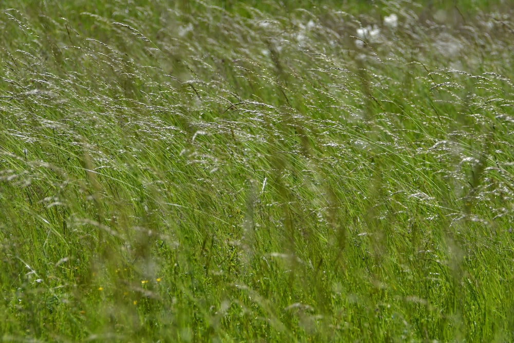 green grass field during daytime