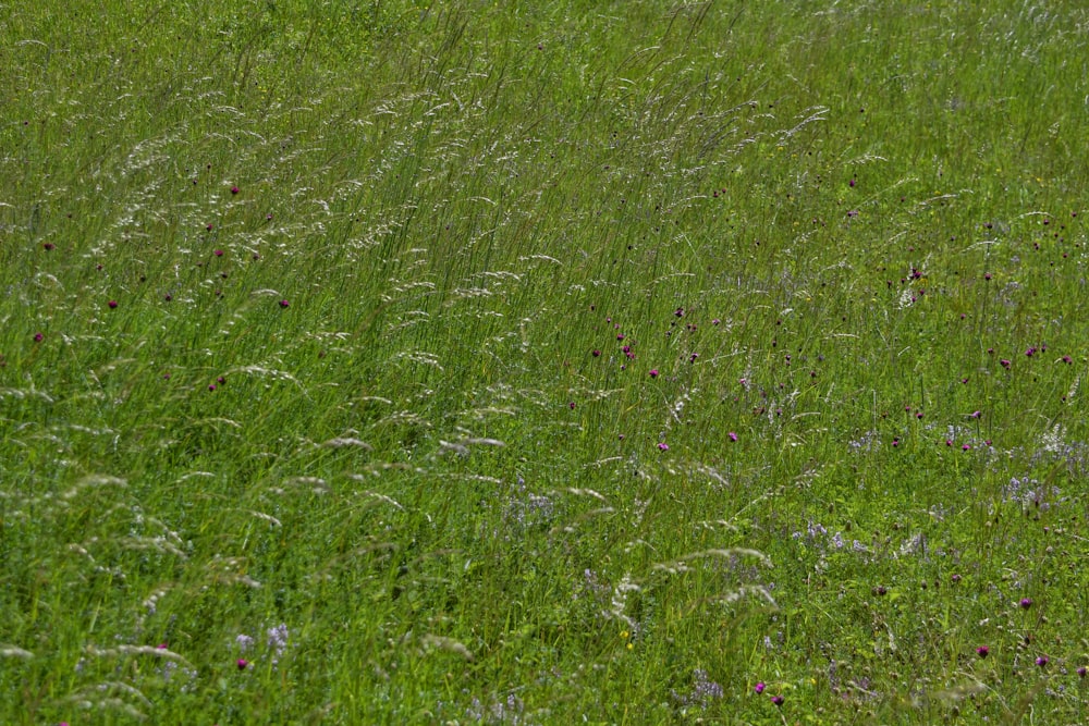 green grass field during daytime