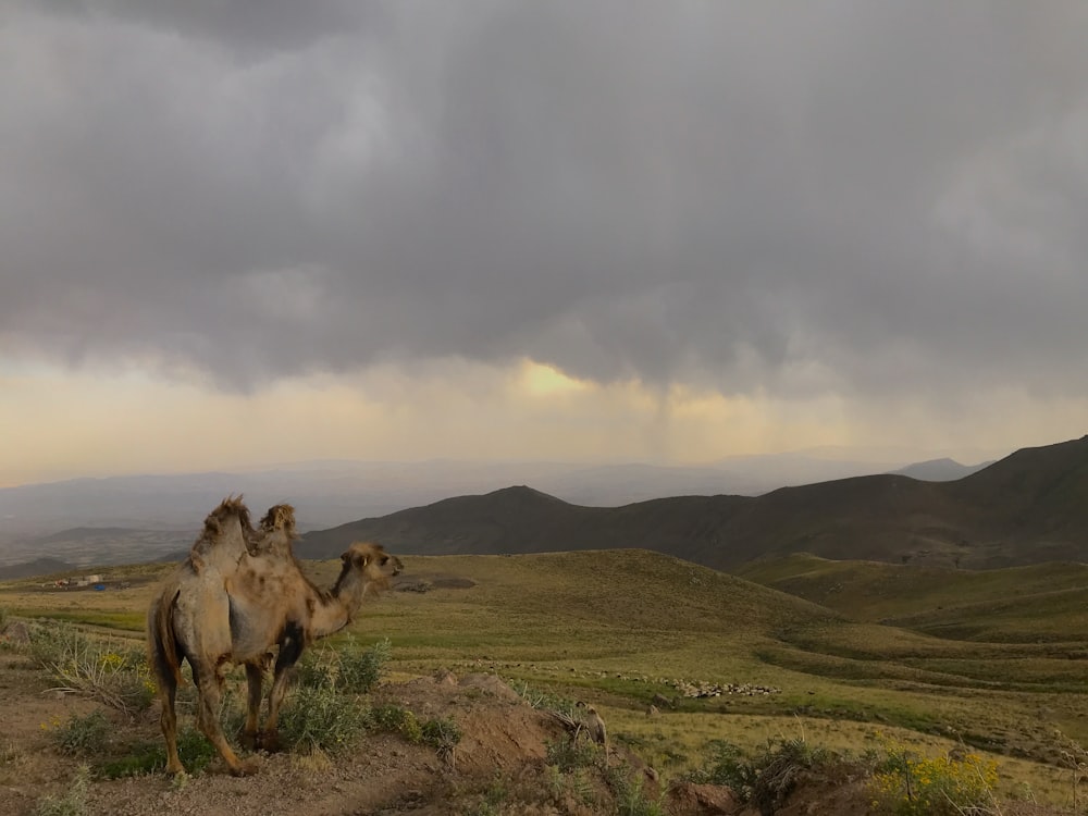 Braunes Kamel auf grünem Grasfeld unter weißen Wolken tagsüber