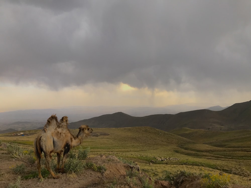 brown camel on green grass field under white clouds during daytime