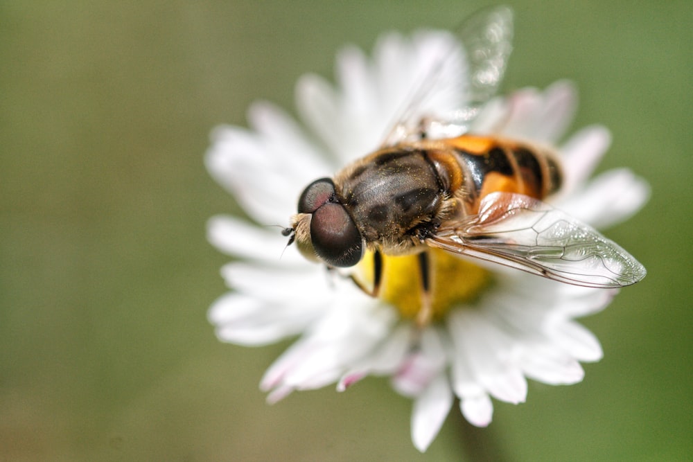 black and yellow bee on white flower