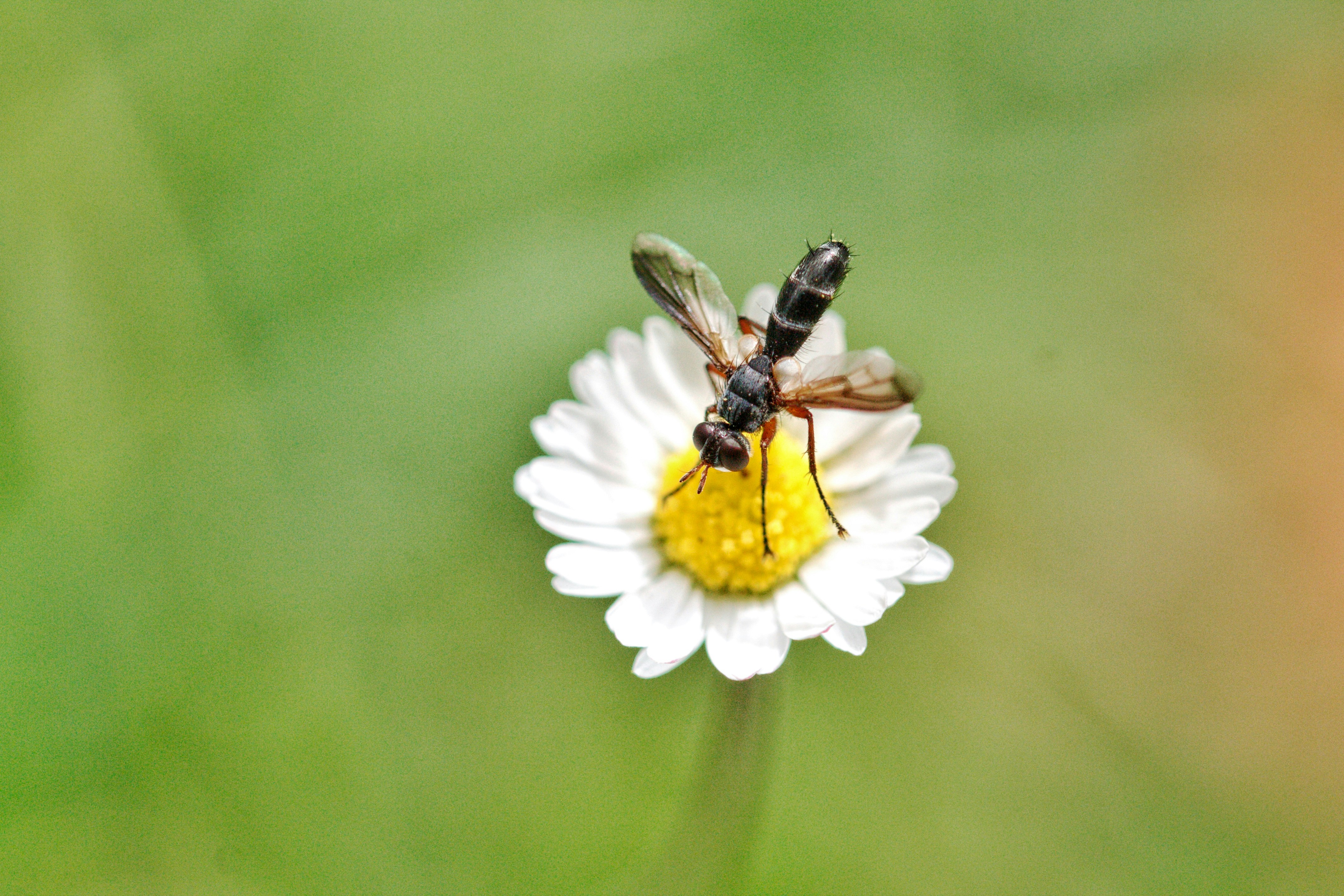 abeja negra y amarilla posada en flor blanca en fotografía de primer plano durante el día