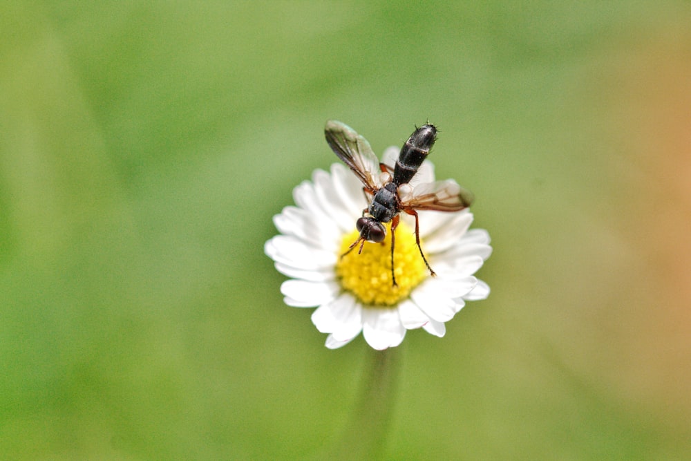 black and yellow bee perched on white flower in close up photography during daytime