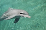gray dolphin in the water