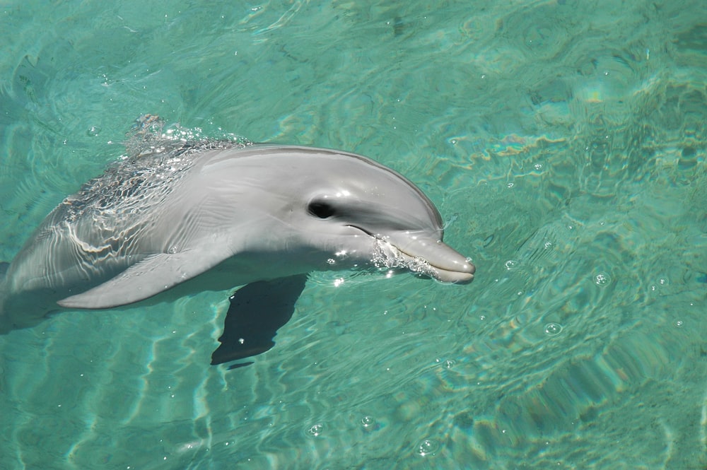 gray dolphin in the water