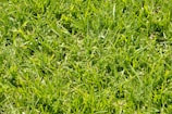 Close-up of healthy sports turf with vibrant green blades