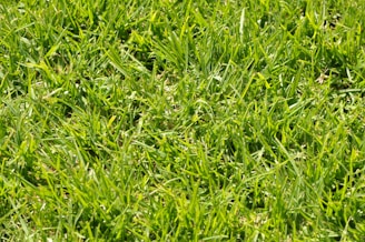A close-up of healthy grass after treatment.