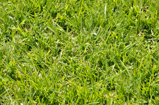 Close-up of a vibrant green turf treated with liquid fertilizer, highlighting healthy grass blades glistening with moisture.
