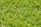 A close-up of vibrant, healthy turf grass in a garden.