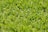 A close-up view of green grass with a healthy, lush appearance. The blades of grass are dense, fresh, and vibrant, creating a uniform and well-maintained look.