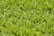 A close-up view of green grass with a healthy, lush appearance. The blades of grass are dense, fresh, and vibrant, creating a uniform and well-maintained look.