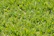 Close-up of healthy grass blades with no visible weeds, showing effective selective herbicide use.