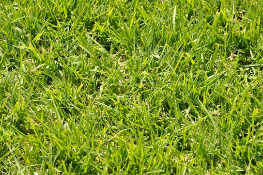 A close-up view of green grass with a healthy, lush appearance. The blades of grass are dense, fresh, and vibrant, creating a uniform and well-maintained look.