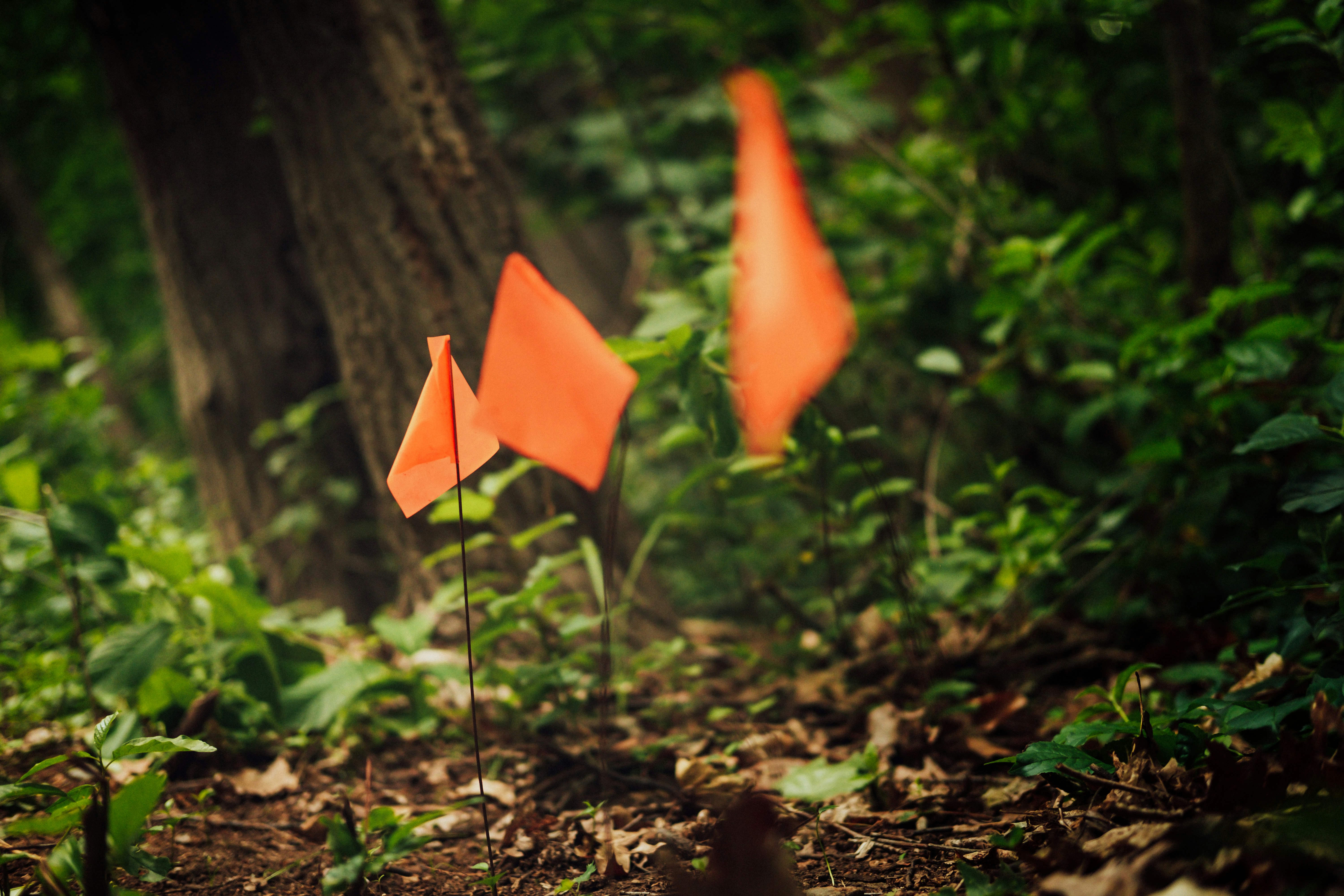 red leaf on brown soil