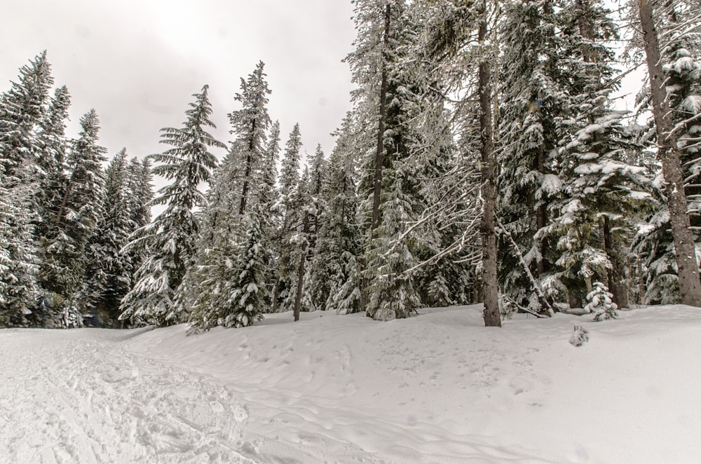 green pine trees on snow covered ground during daytime