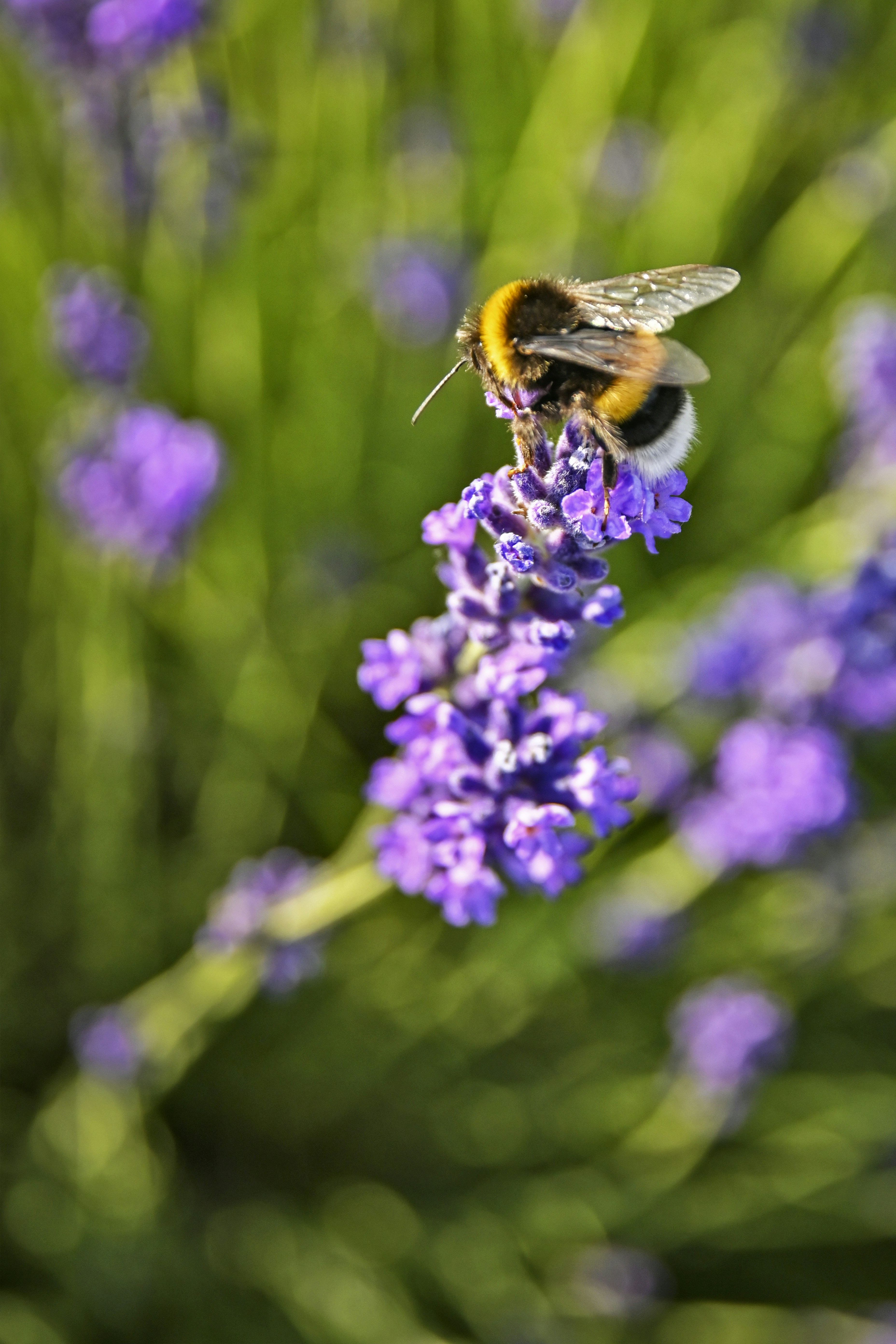 Bee visiting lavender flowers in a cottage garden