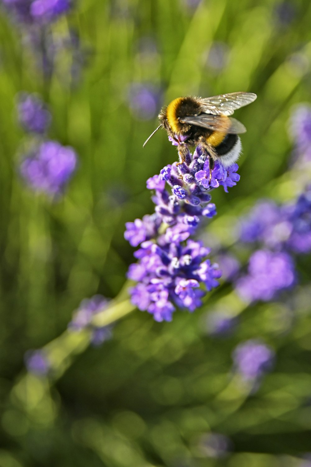 purple flower with bee on top