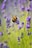 purple flower with bee on top