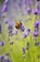 purple flower with bee on top