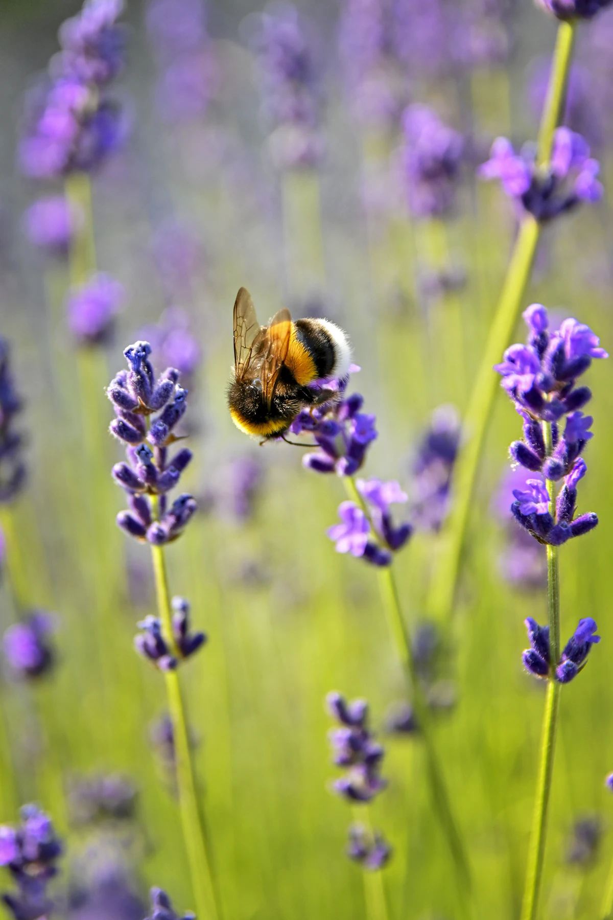 A bumblebee on lavender