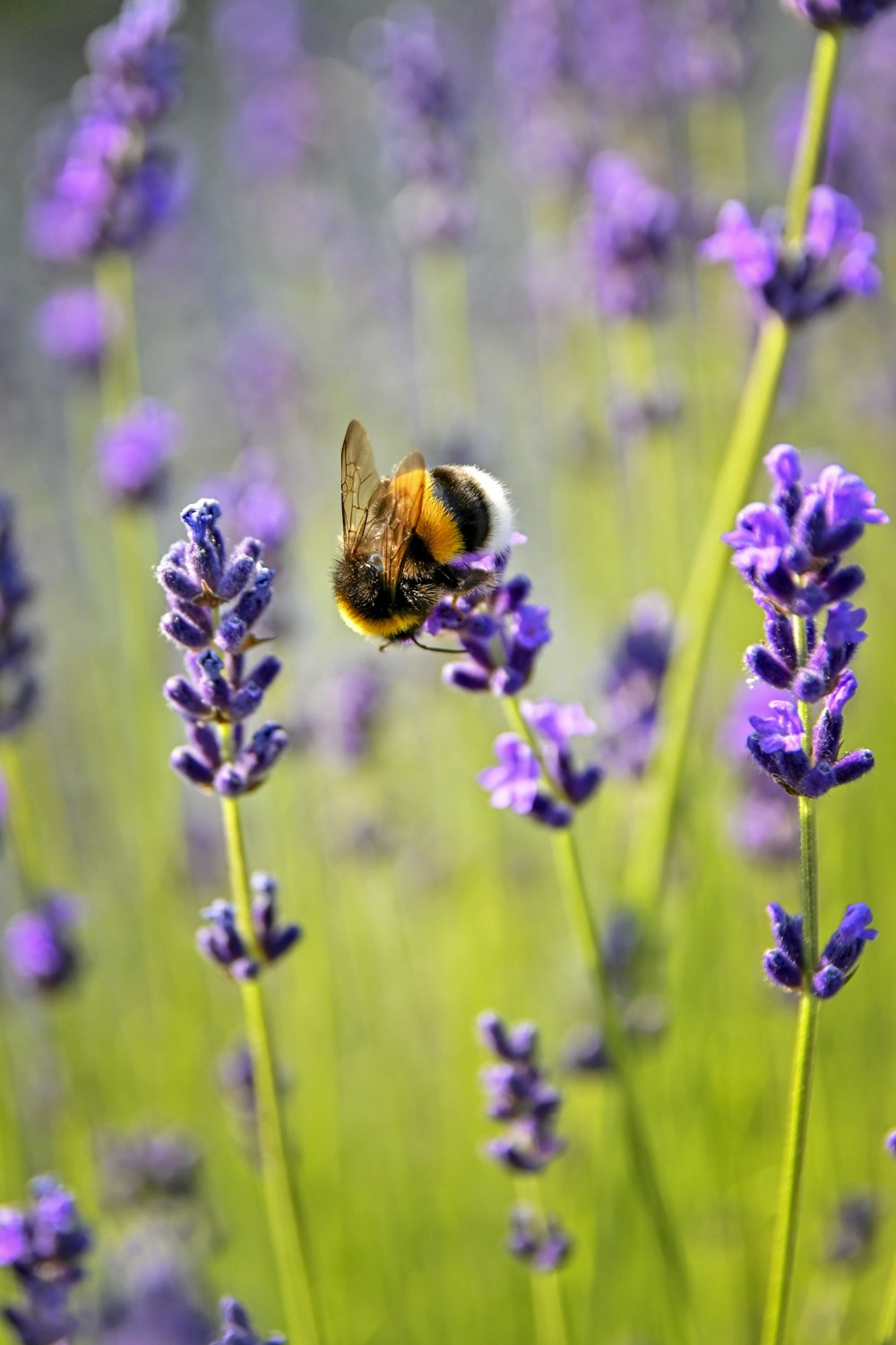 purple flower with bee on top