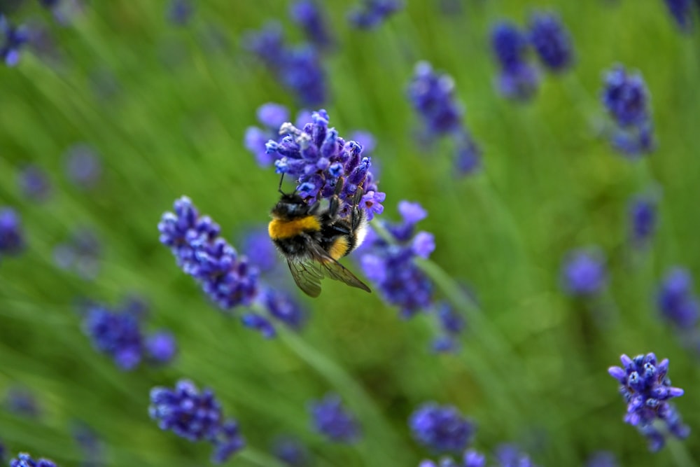 purple flower in tilt shift lens