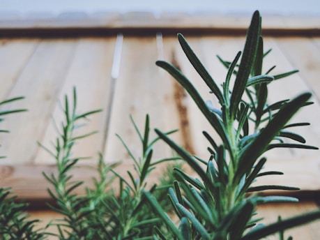 A close-up view of a lush rosemary plant with green, needle-like leaves. The plant is in the foreground, with a blurry wooden fence in the background, giving a sense of depth and natural setting.