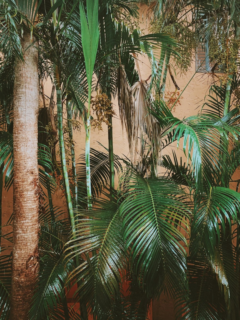 Palmier vert près d’un bâtiment en béton brun