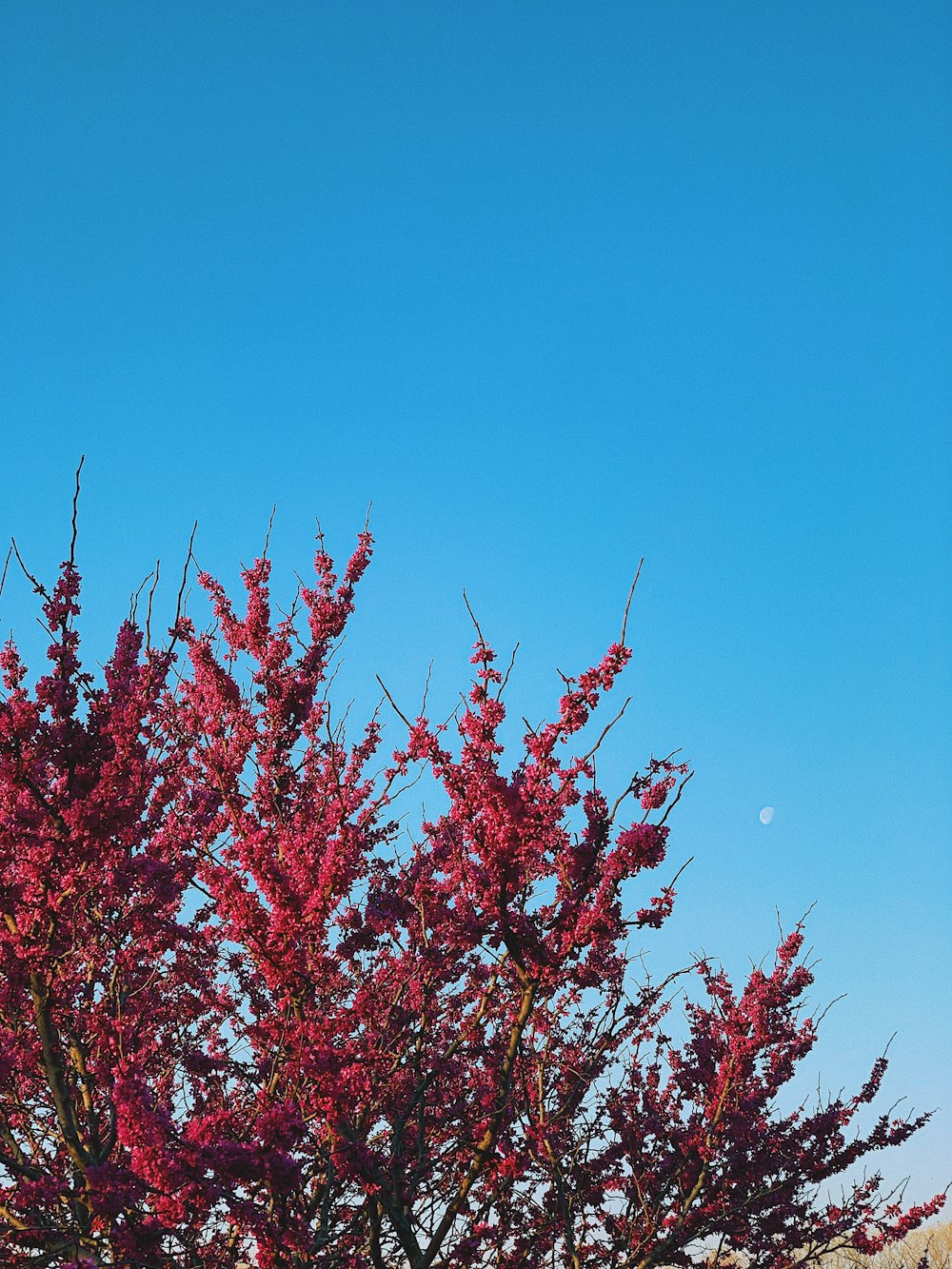 red flowers under blue sky during daytime