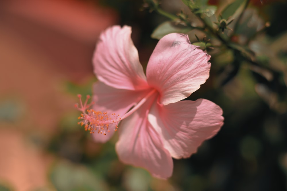 pink hibiscus in bloom during daytime