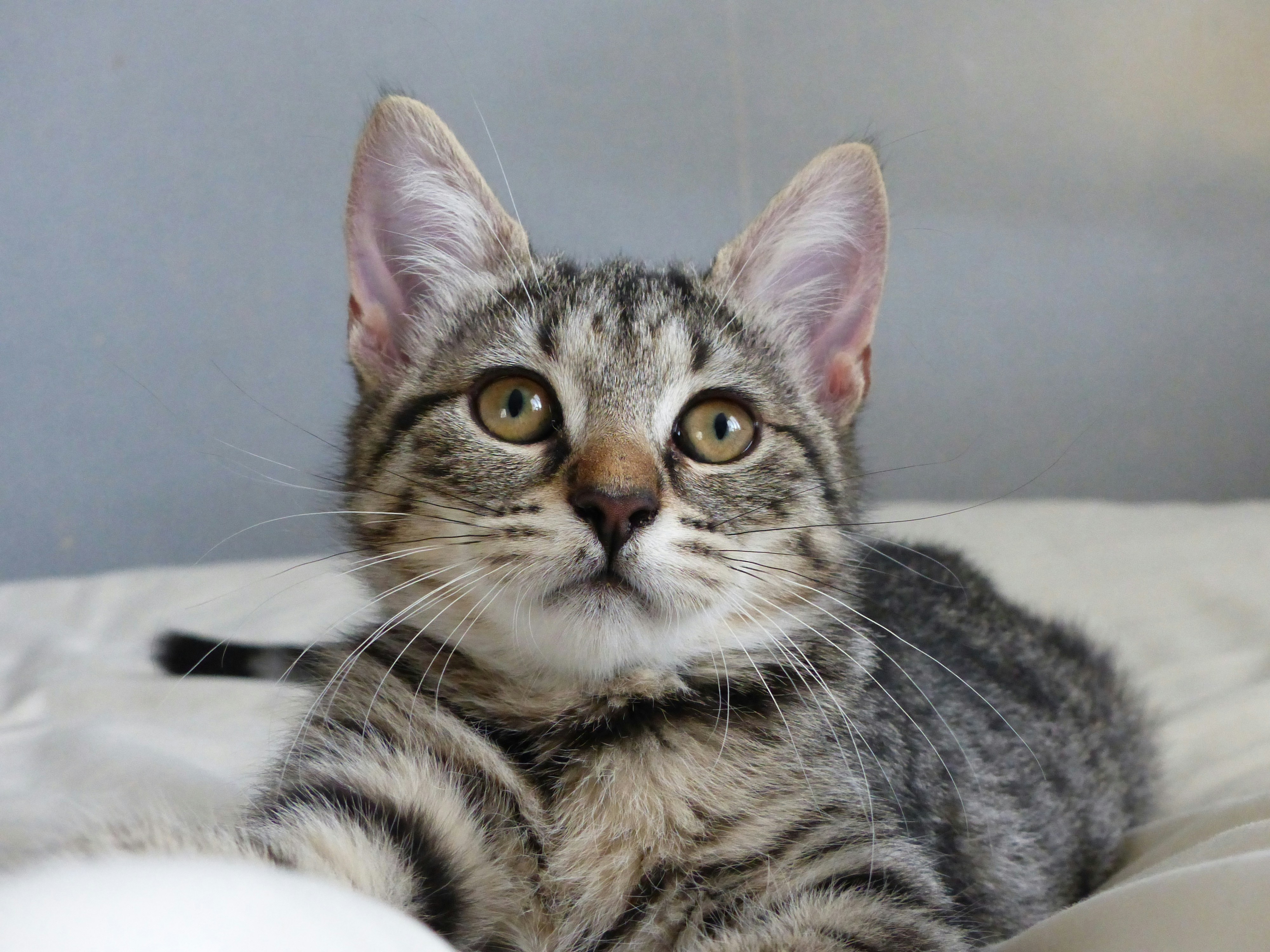 A gray tabby lays in a bed and looks out past the camera