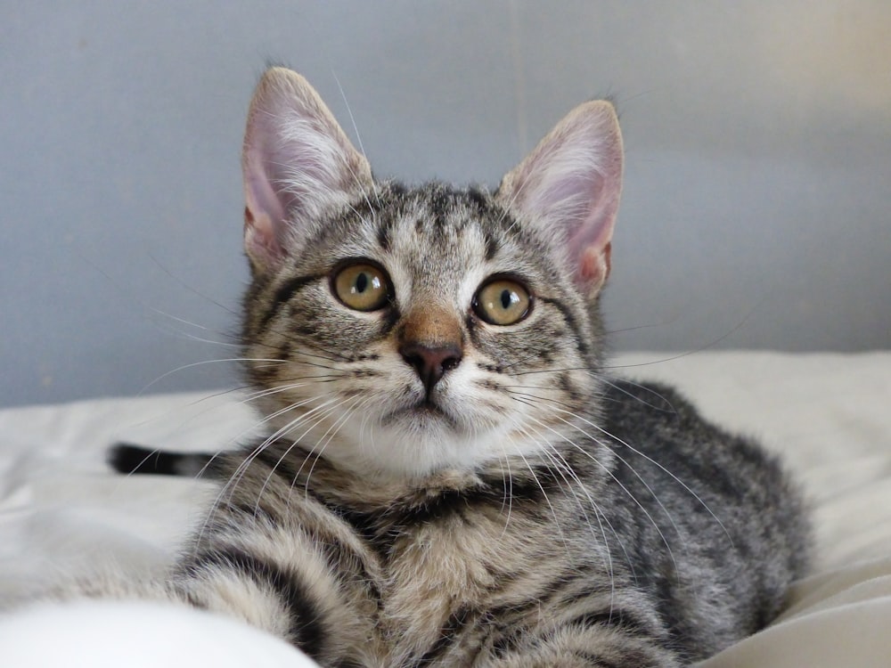 silver tabby cat on white textile